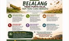 BELALANG tidak punya Raja, tapi tahu cara bersatu